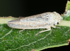 Graphocephala confluens