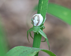 Australomisidia rosea