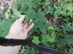 Doellingeria infirma