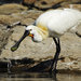 Eurasian Spoonbill - Photo (c) Niranj Vaidyanathan, some rights reserved (CC BY-NC-ND)