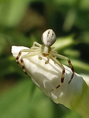 Misumena vatia