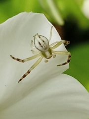 Misumena vatia