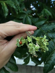 Majidea zanguebarica