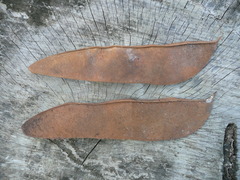 Polystemonanthus dinklagei