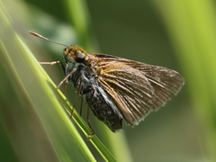 Euphyes bimacula