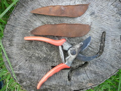 Polystemonanthus dinklagei