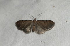 Eupithecia assimilata