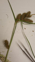 Carex retrorsa