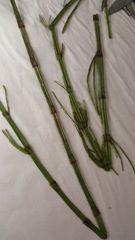 Equisetum fluviatile