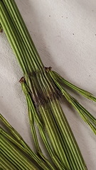 Equisetum fluviatile