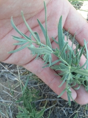 Lithospermum incisum