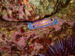 Felimida macfarlandi