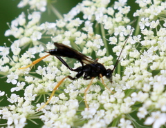 Exetastes suaveolens