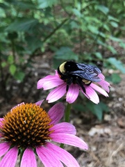 Bombus pensylvanicus image