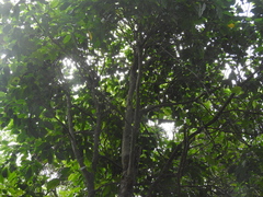 Brosimum alicastrum