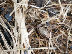 Carabus arvensis