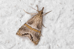 Euchromius superbellus