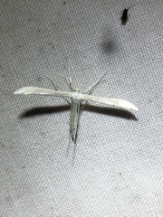 Hellinsia homodactylus