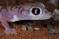 Pachydactylus rangei