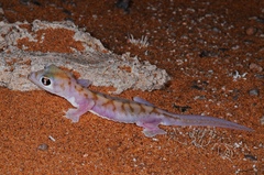 Pachydactylus rangei