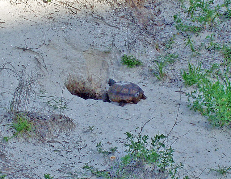 Gopher Tortoise in June 2004 by Lucie Bruce · iNaturalist