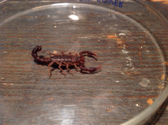 Vaejovis carolinianus