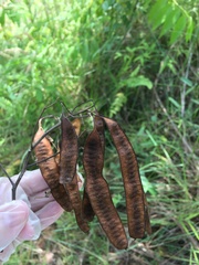 Pseudosamanea carbonaria