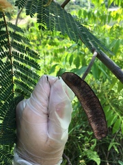 Pseudosamanea carbonaria