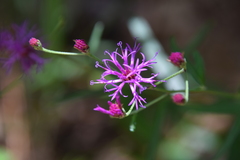 Vernonia texana
