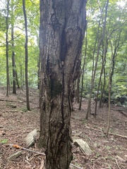 Tilia americana americana