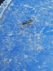 Rainieria antennaepes