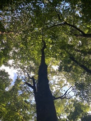 Tilia americana americana