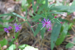 Vernonia texana