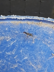 Rainieria antennaepes