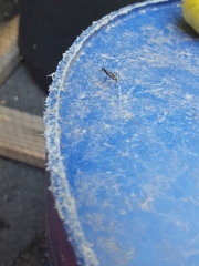 Rainieria antennaepes