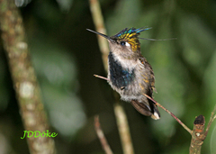 Stephanoxis loddigesii