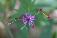 Vernonia texana