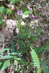 Vernonia texana
