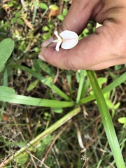 Tephrosia onobrychoides