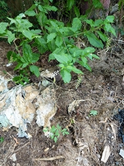 Phytolacca americana