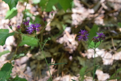 Vernonia texana