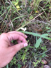 Tephrosia onobrychoides