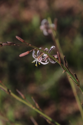 Image of Rolling Capespinach by (c) Tony Rebelo, some rights reserved (CC BY-SA)