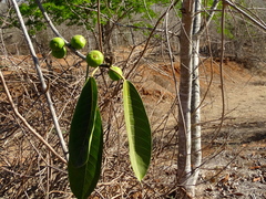 Ficus crocata