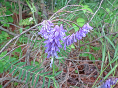 Vicia cracca cracca