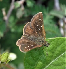 Piruna cyclosticta