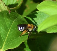 Melissodes comptoides