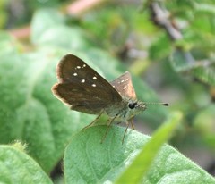 Piruna cyclosticta