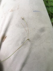 Carex trisperma