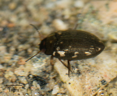 Leconectes striatellus